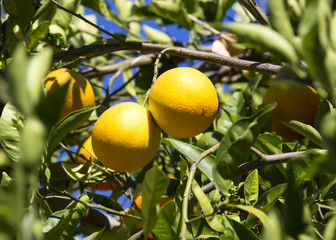 ripe oranges on a tree branch in the garden