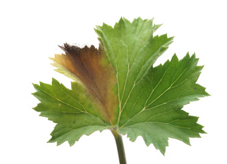 Gray mold on a leaf pelargonium - obrazy, fototapety, plakaty