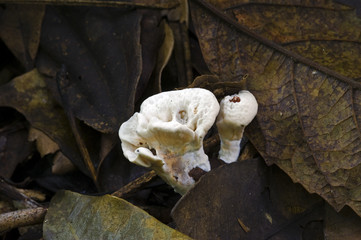 Fungus in the Atlantic Rainforest