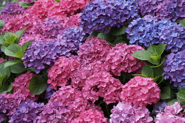 hortensia Bretagne