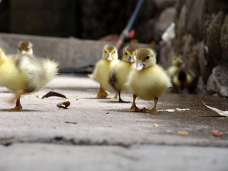 Patos pequeños caminando