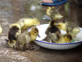 Patos pequeños tomando un baño
