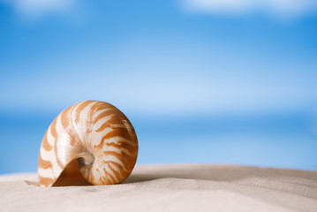 nautilus shell on white Florida beach sand under the sun light