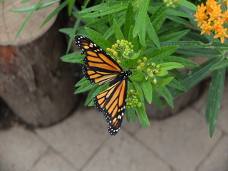 Butterflower 2