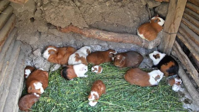 Cage with guinea pigs in the Colca Canyon in Peru which will later be used for food