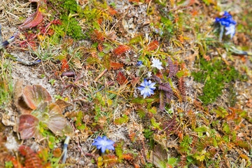 Flowers grass vivid texture background.