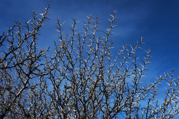Desert thorns