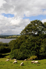 Obraz premium Sheep grazing beside Llyn Tegid in Bala.
