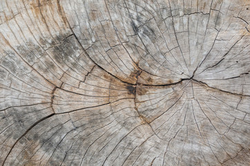 Texture of the wood from the trees