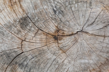 Fototapeta premium Texture of the wood from the trees