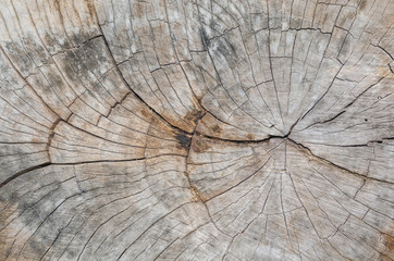 Texture of the wood from the trees