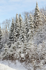 Winter forest