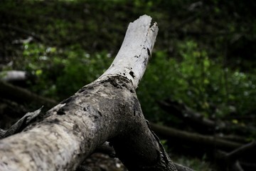 Obraz premium The dead timber in the forest.