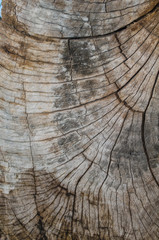 Fototapeta premium Texture of the wood from the trees