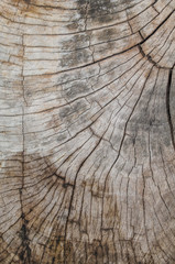 Fototapeta premium Texture of the wood from the trees