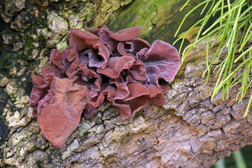 Fungus in the Atlantic Rainforest