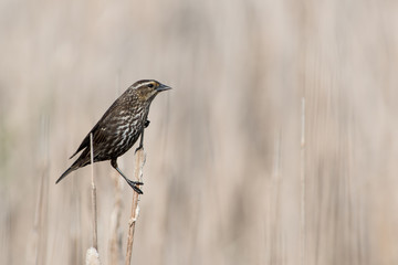Yellow Headed Blackbird