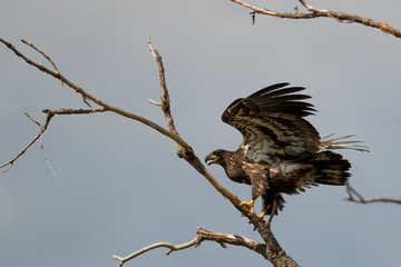 Juvenile Bald Eagle