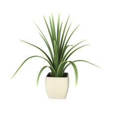 potted plant