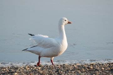 Fototapeta na wymiar Snow Goose