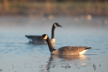 Canada Geese