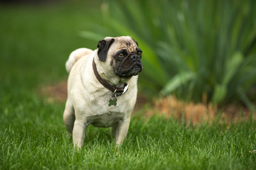 Obraz premium Summer Pug