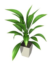 Fototapeta na wymiar potted plant