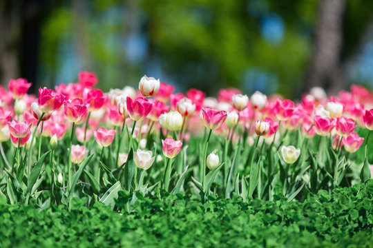 tulip flower bed.Photo of blooming tulips in a sunny day