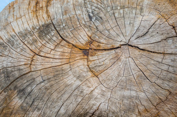 Fototapeta premium Texture of the wood from the trees