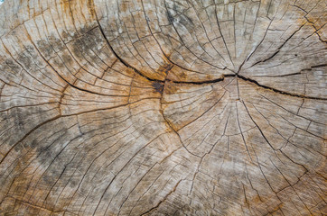 Fototapeta premium Texture of the wood from the trees