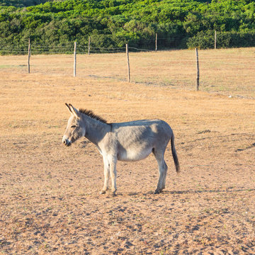 donkey sun sand