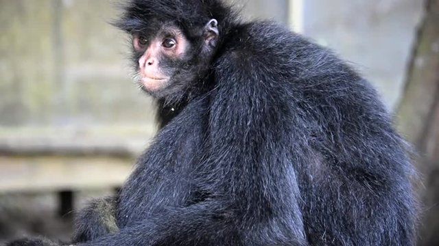 Video of a closeup view of a spider monkey in the Amazon rain forest