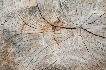 Texture of the wood from the trees