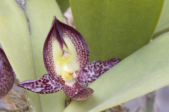 Orchid Bulbophyllum macranthum