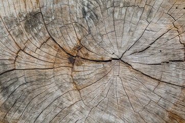 Texture of the wood from the trees