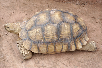 asian giant tortoise