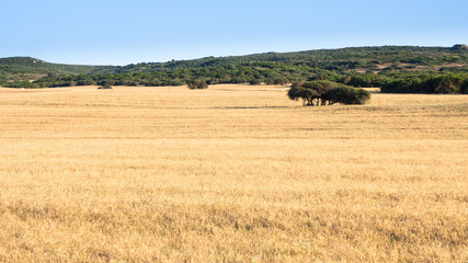 Obraz premium sardinia country wild