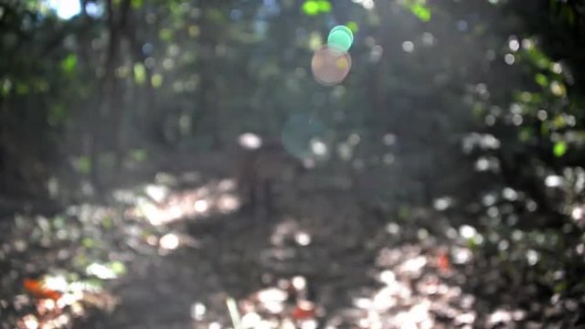 Lens flare in the Amazon rain forest with an out of focus tapir in the background