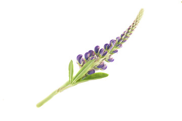 Lupine lupinus polyphyllus