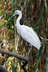White egret in the marsh cane background