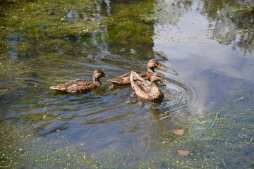 Three Young Mallard Hens (2.5 months old) swimming together on pond