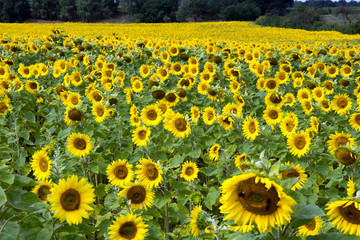 Obraz premium Field of sunflowers / Field of many sunflowers