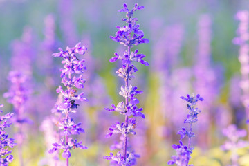 Naklejka premium Niebieskie kwiaty szałwii (szałwia farinacea) rozmyte tło