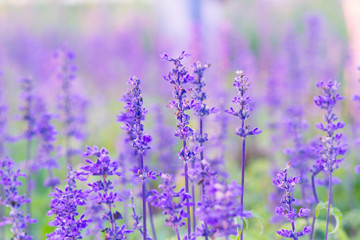 Blue Salvia (salvia farinacea) flowers blurred background