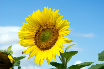 Fototapeta premium Sunflower / beautiful sunflower and blue sky with clouds