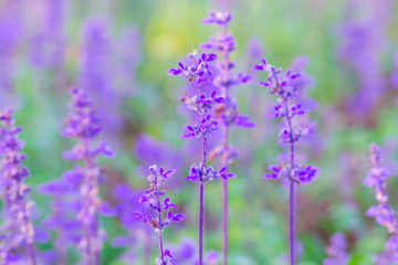 Blue Salvia (salvia farinacea) flowers blurred background