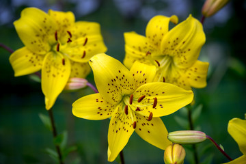 Fototapeta premium Yellow Lily Flowers in the Garden