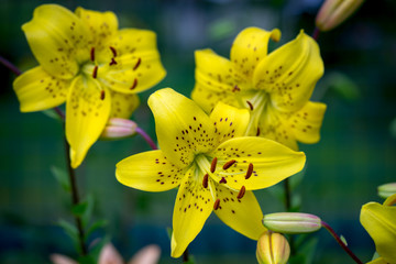 Yellow Lily Flowers in the Garden