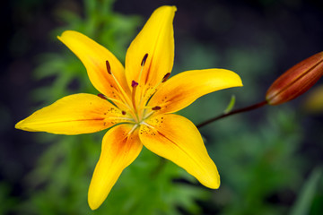 Fototapeta premium Yellow Lily Flowers in the Garden