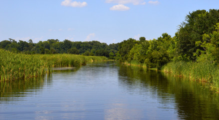 Obraz na płótnie Canvas Southern Swamps